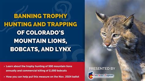 Group seeks ban on trophy hunting of mountain lions, bobcats in Colorado